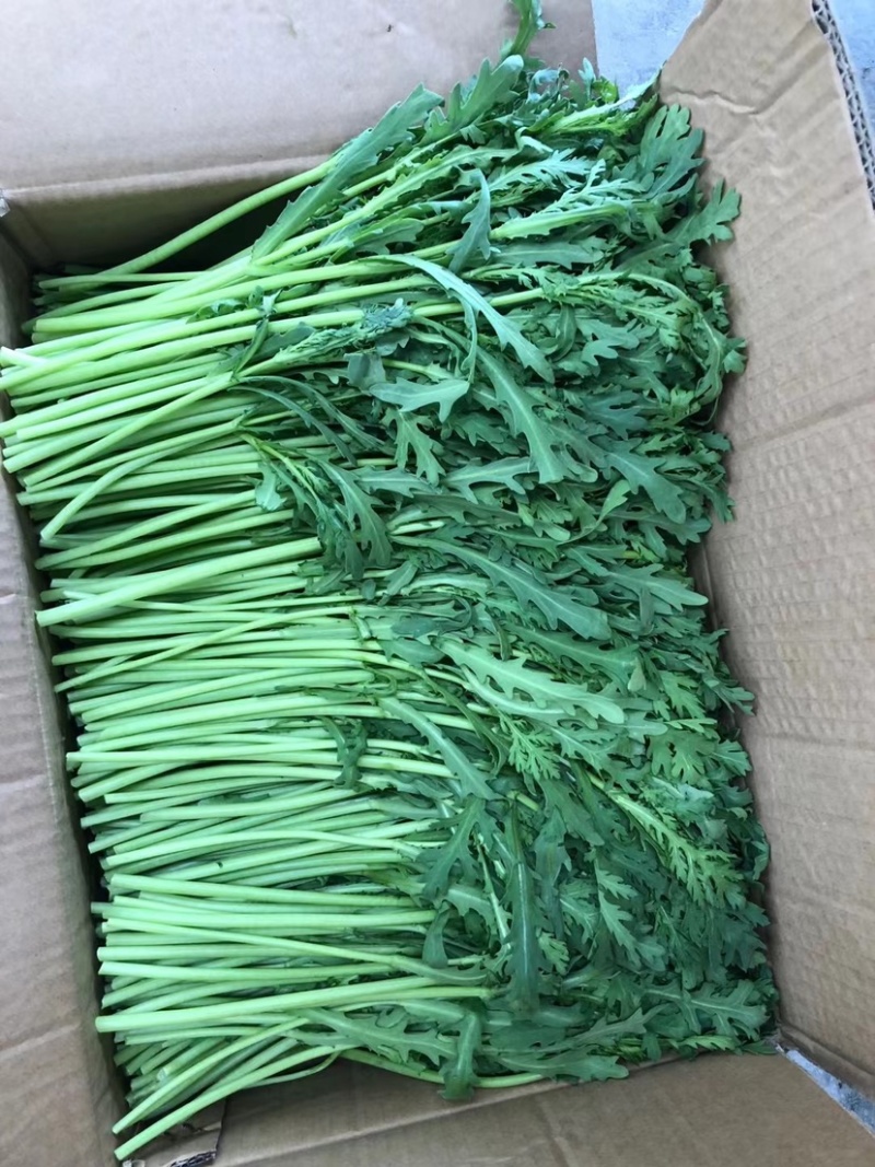 茼蒿菜，精品菜，全国发货，保质保量，质量好，