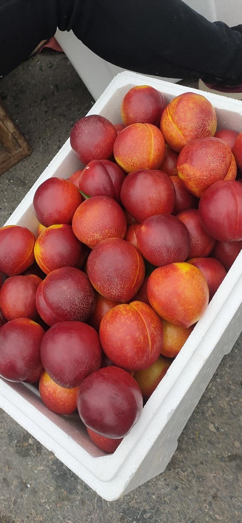安徽油桃48油桃、大量现货、香甜可口，要的老板联系