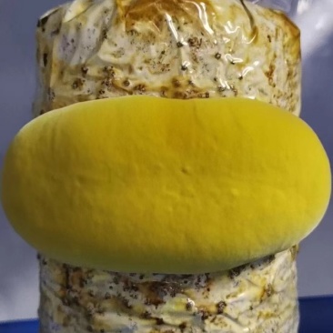桑黄菌棒桑黄菌种工厂直接全程技术指导