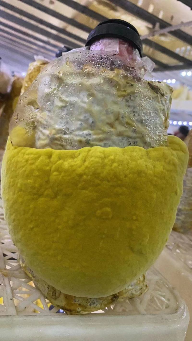 桑黄菌棒桑黄菌种工厂直接全程技术指导