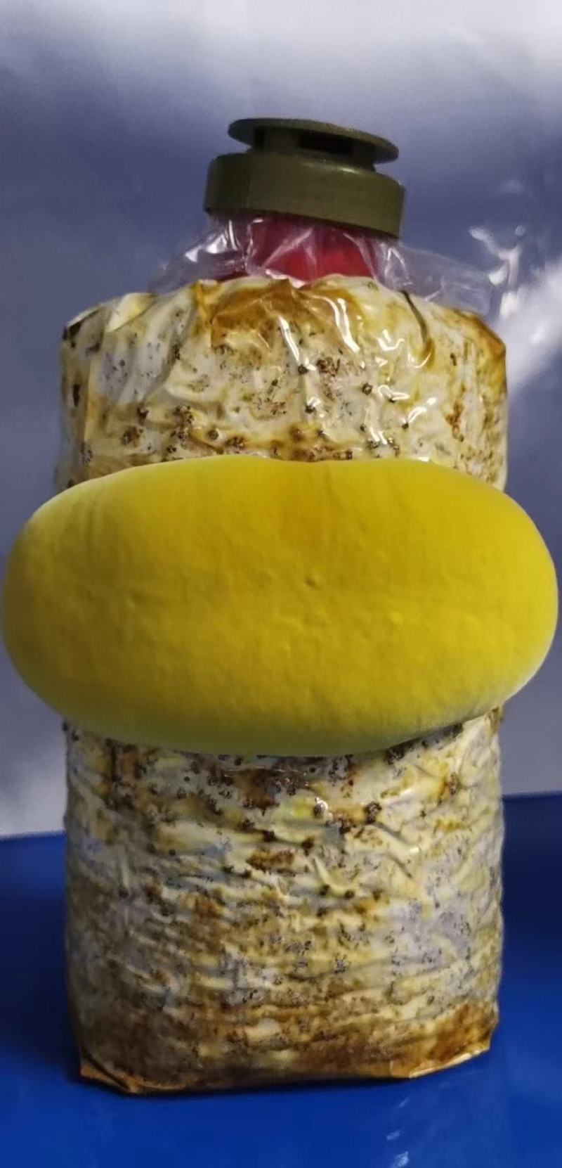 桑黄菌棒桑黄菌种工厂直接全程技术指导