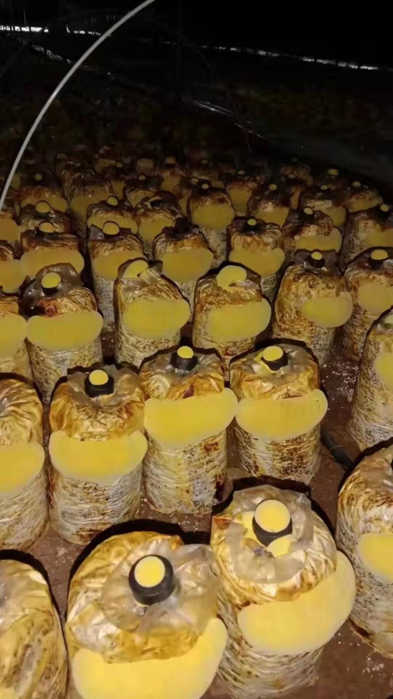 桑黄菌棒桑黄菌种工厂直接全程技术指导