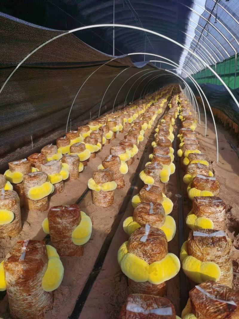 桑黄菌棒桑黄菌种工厂直接全程技术指导