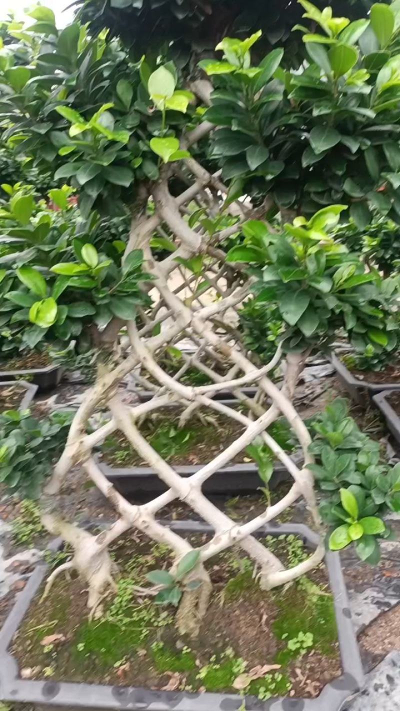 三角梅六角盆