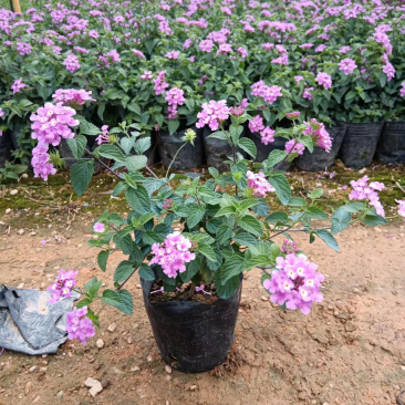 大量出售紫花马樱丹，20万株待售，价格美丽
