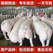 高产大白母猪品种纯涨的快耐粗饲料好养活全国