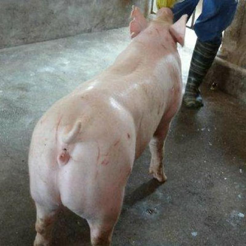 高产大白母猪品种纯涨的快耐粗饲料好养活全国包邮