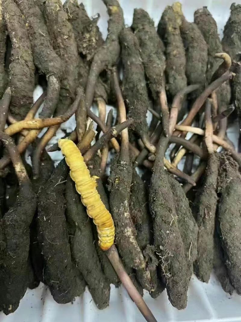 众所周知，家喻户晓冬虫夏草。