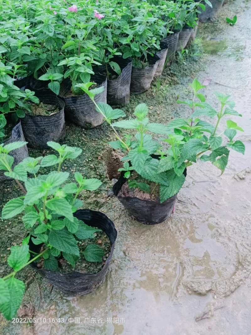 大量出售紫花马樱丹，20万株待售，价格美丽