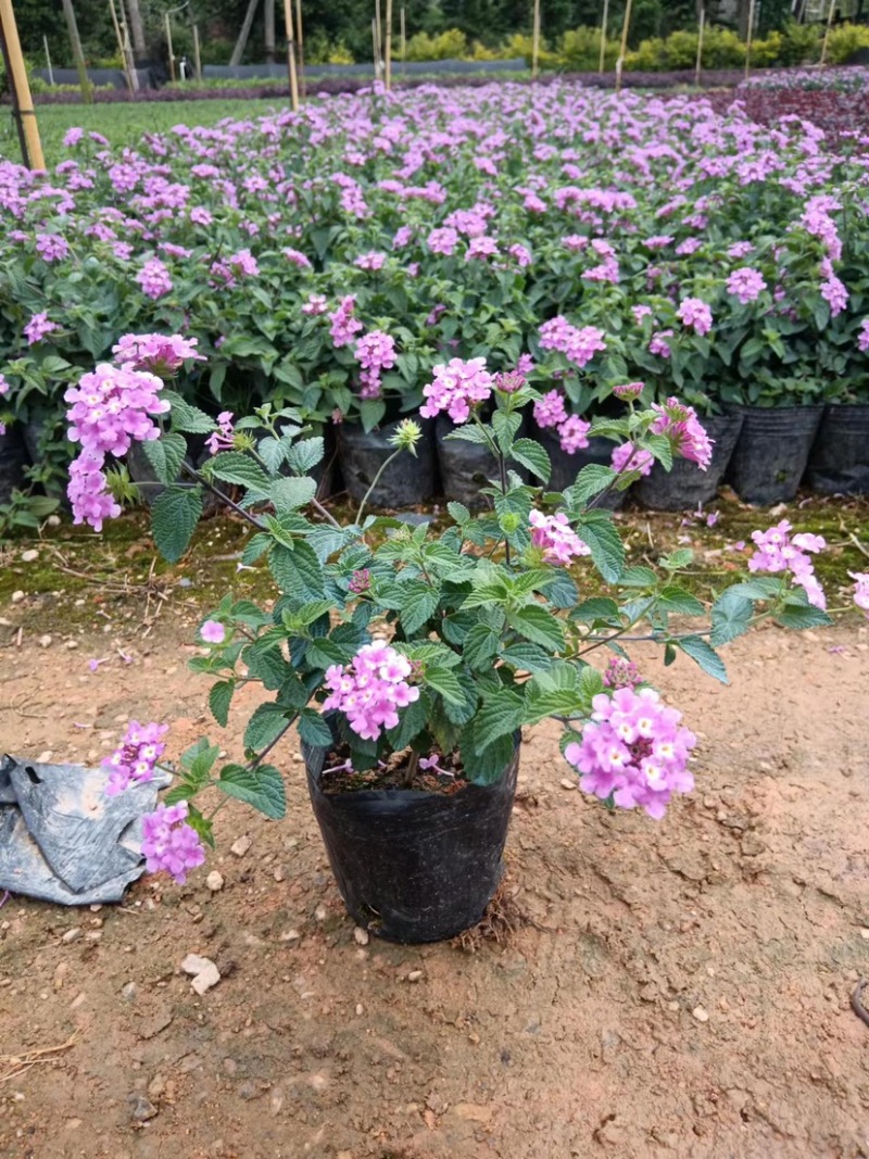 大量出售紫花马樱丹，20万株待售，价格美丽