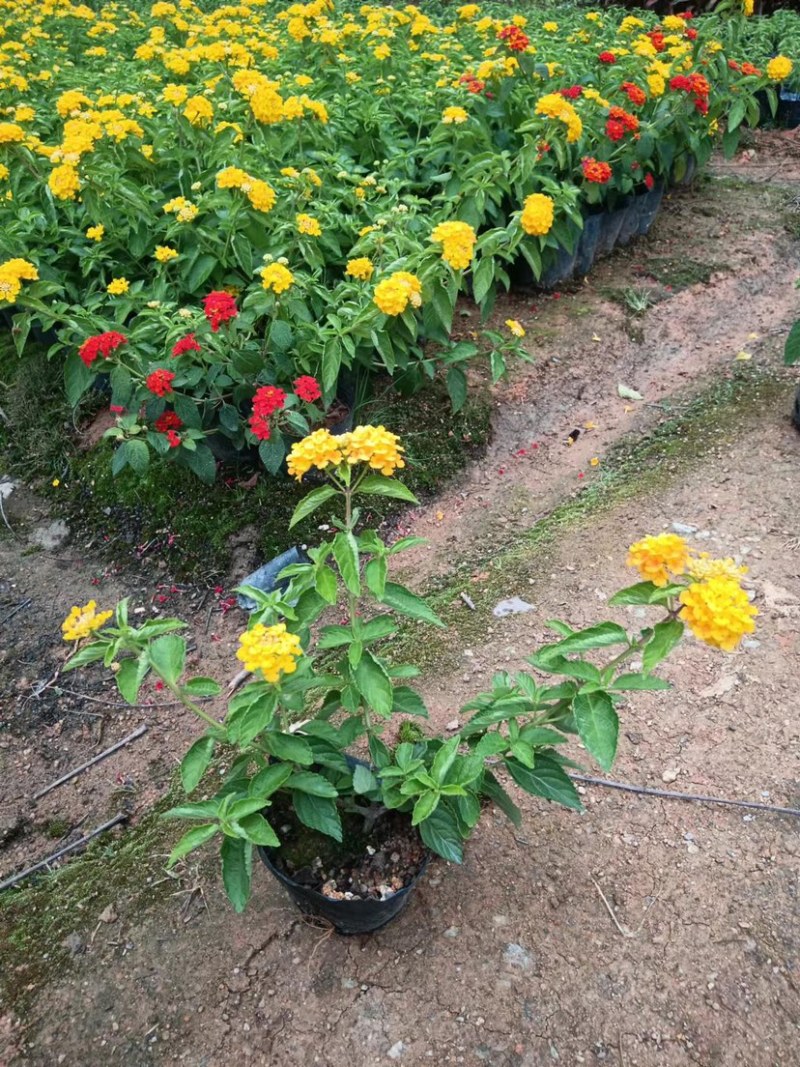 大量出售紫花马樱丹，20万株待售，价格美丽