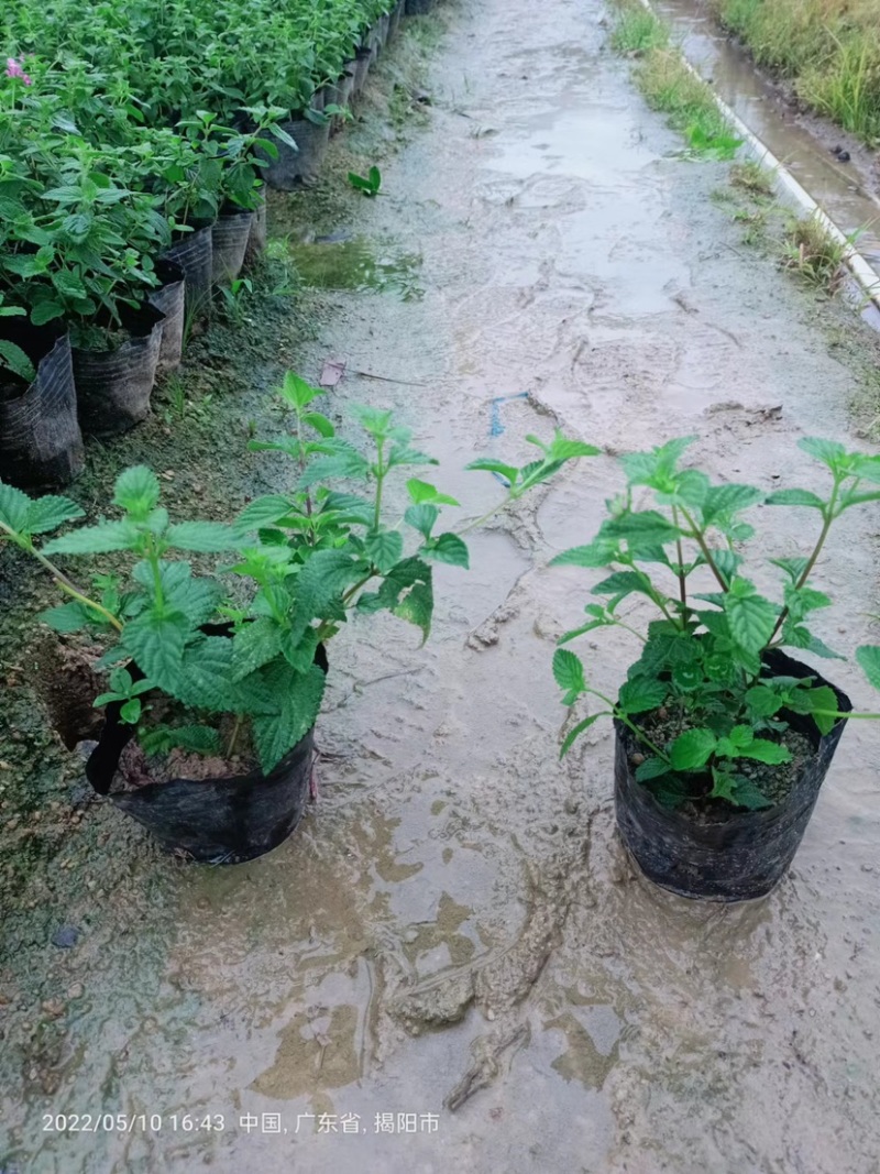 大量出售紫花马樱丹，20万株待售，价格美丽