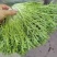 辽宁沈阳苦菊大量上市大朋货，在邯郸联邦物流园售卖