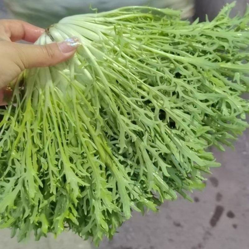 辽宁沈阳苦菊大量上市大朋货，在邯郸联邦物流园售卖