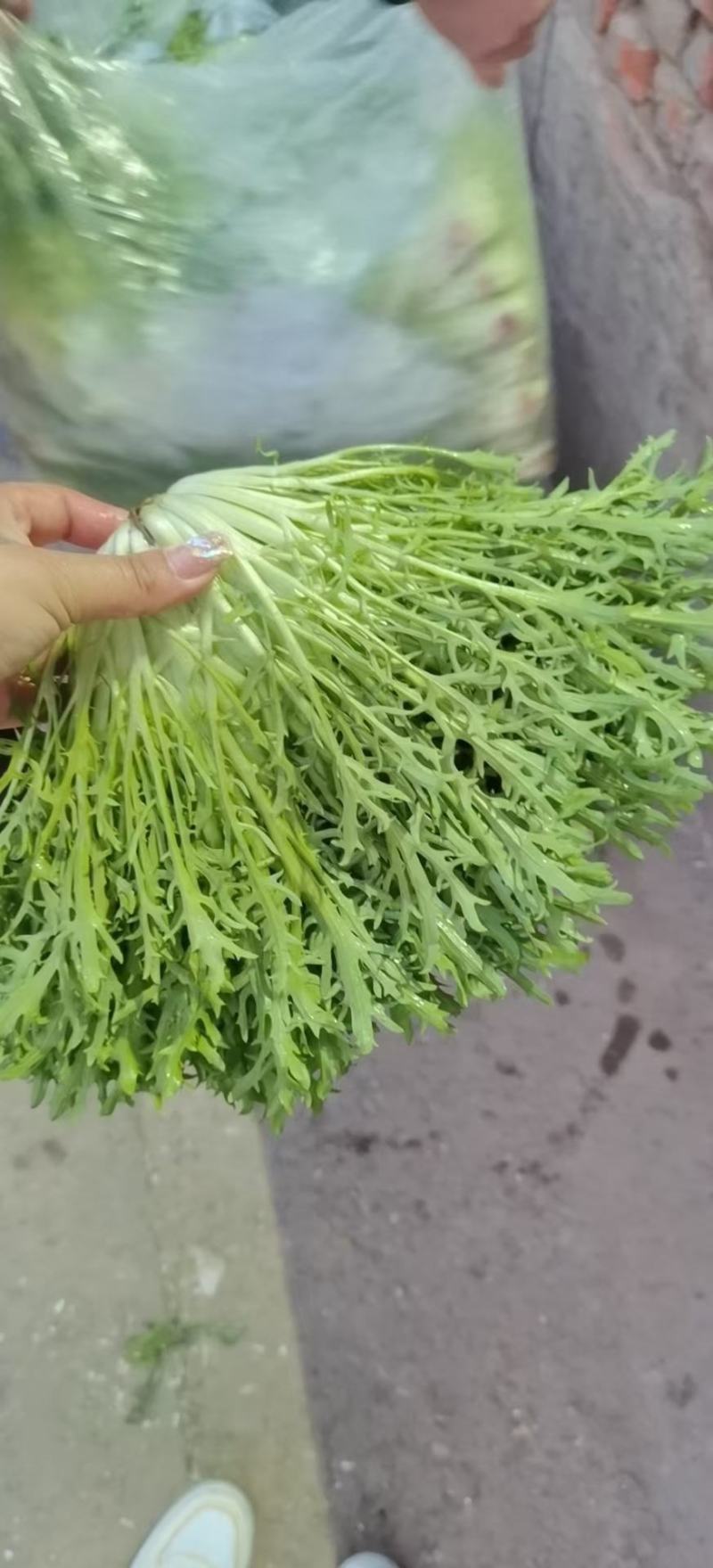 辽宁沈阳苦菊大量上市大朋货，在邯郸联邦物流园售卖