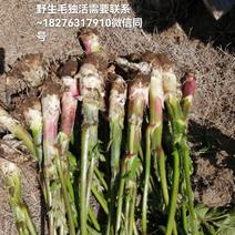 广西桂林资源县野生独活，可以做菜吃也可用于药材