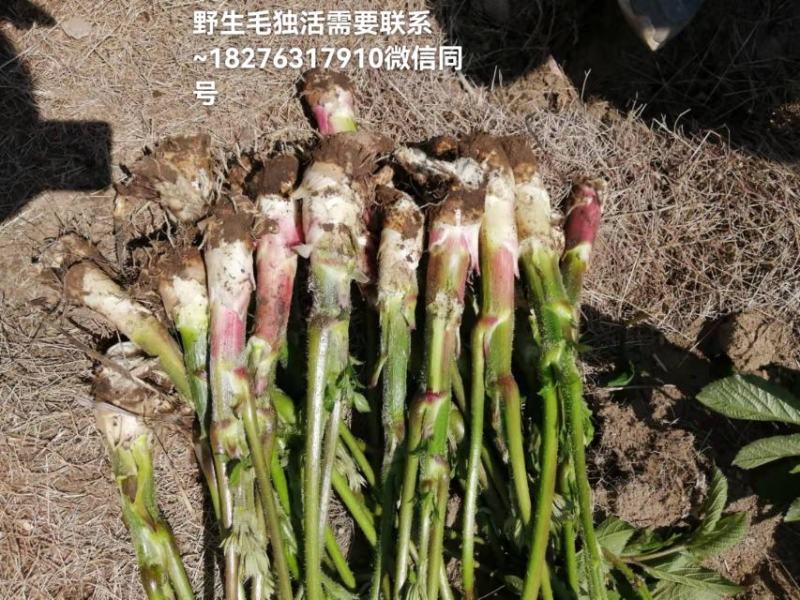 广西桂林资源县野生独活，可以做菜吃也可用于药材