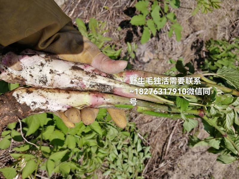 广西桂林资源县野生独活，可以做菜吃也可用于药材