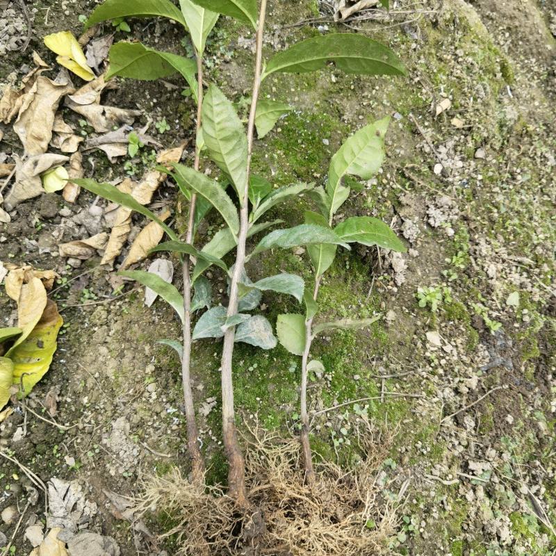 蒙山大叶种茶苗，梧州蒙山茶叶苗，蒙山龙井茶苗，蒙山六堡茶