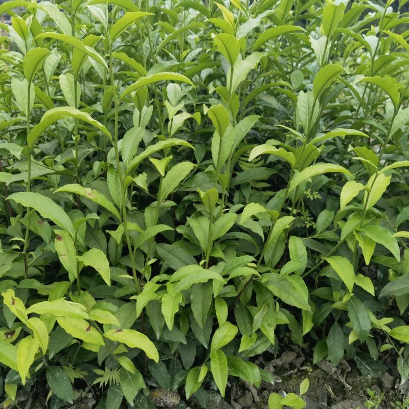 蒙山大叶种茶苗，梧州蒙山茶叶苗，蒙山龙井茶苗，蒙山六堡茶