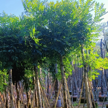 自家苗场大量出售5-15公分桃花心木，货源充足