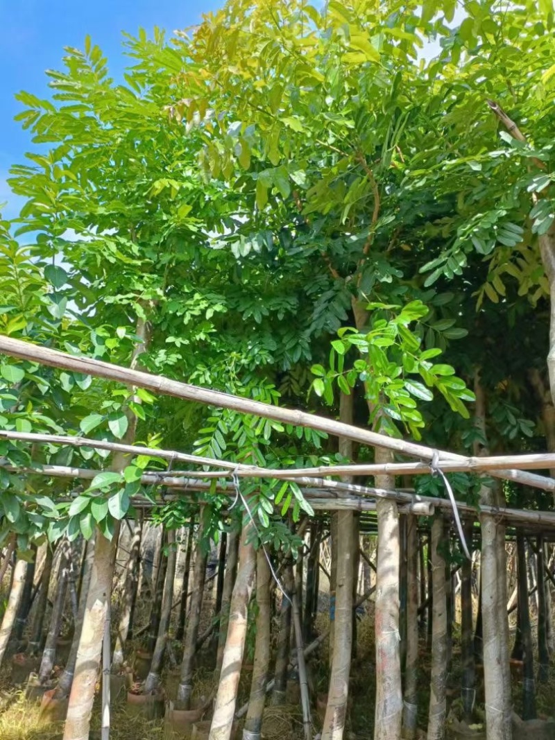自家苗场大量出售5-15公分桃花心木，货源充足