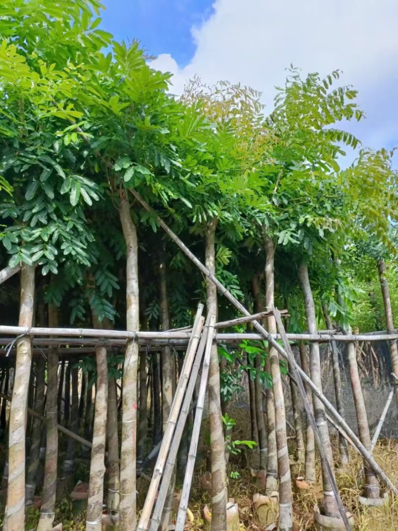 自家苗场大量出售5-15公分桃花心木，货源充足