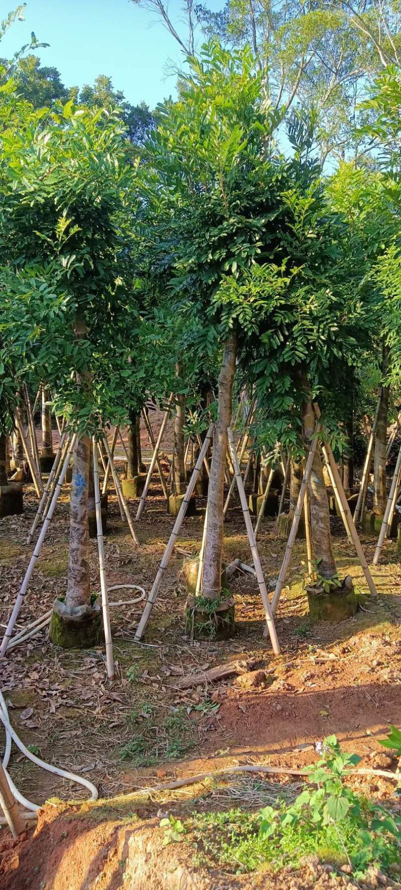 自家苗场大量出售5-15公分桃花心木，货源充足