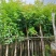 自家苗场大量出售5-15公分桃花心木，货源充足