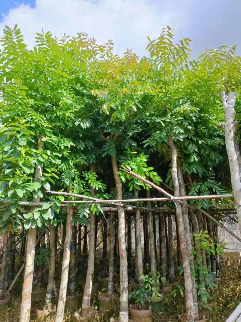 自家苗场大量出售5-15公分桃花心木，货源充足