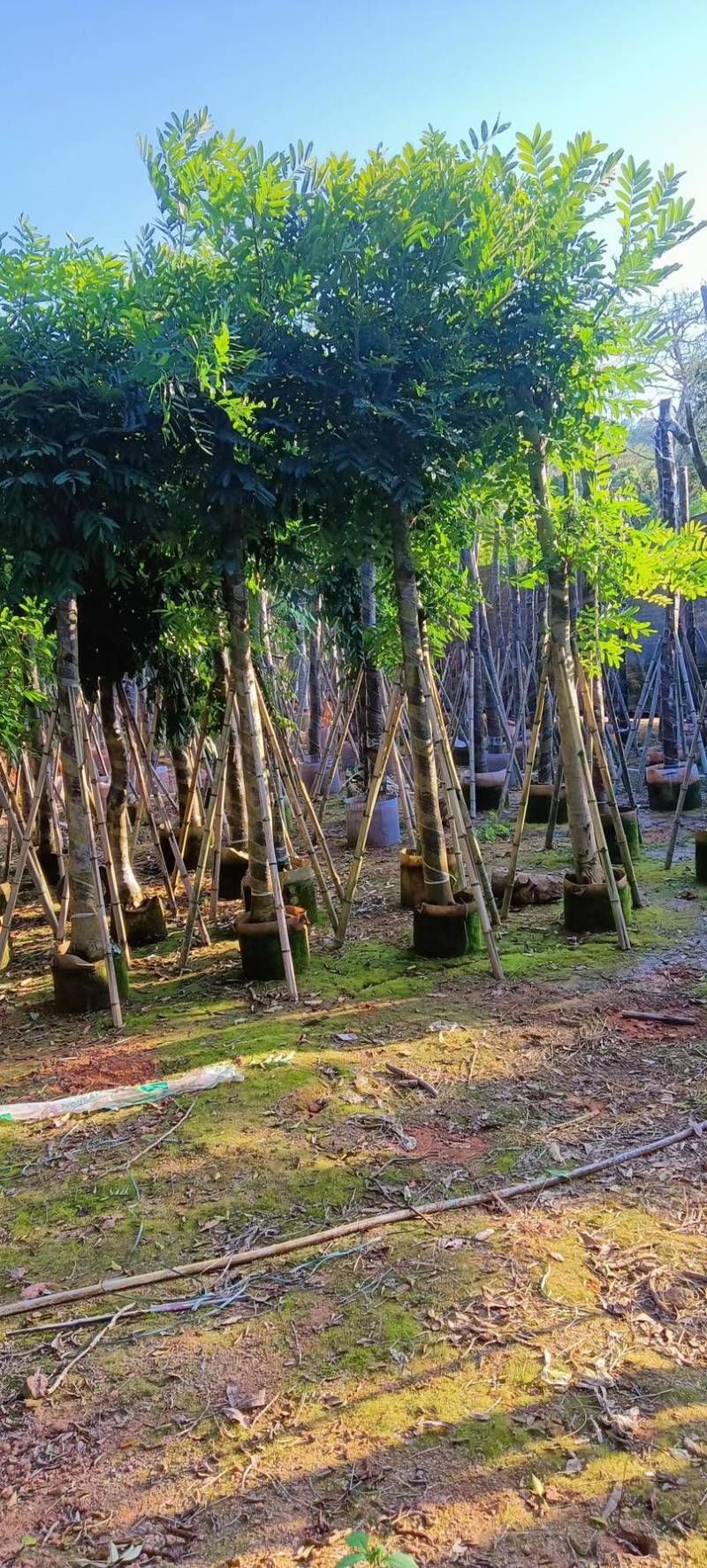 自家苗场大量出售5-15公分桃花心木，货源充足