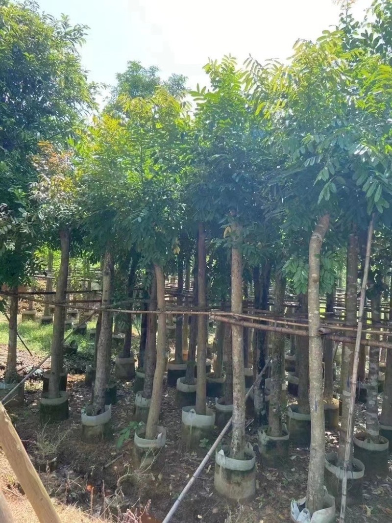 自家苗场大量出售5-15公分桃花心木，货源充足