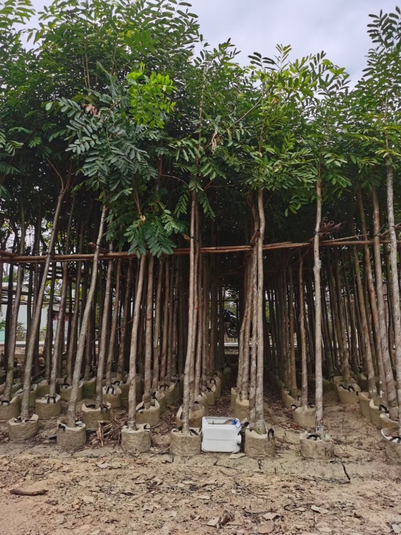 自家苗场大量出售5-15公分桃花心木，货源充足