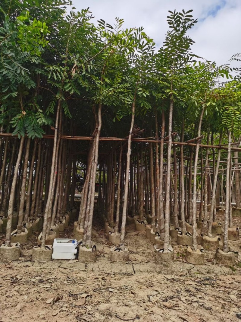 自家苗场大量出售5-15公分桃花心木，货源充足