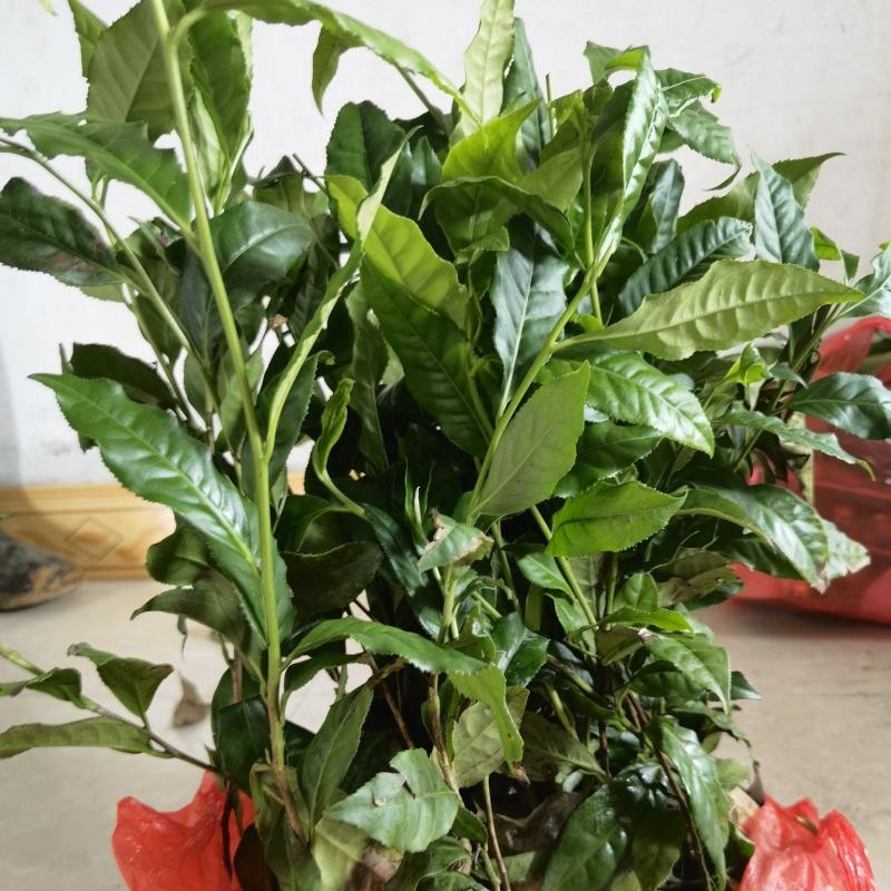 岑溪市大叶种茶苗，岑溪六堡茶苗，梧州岑溪茶叶苗基地