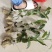 岑溪市大叶种茶苗，岑溪六堡茶苗，梧州岑溪茶叶苗基地