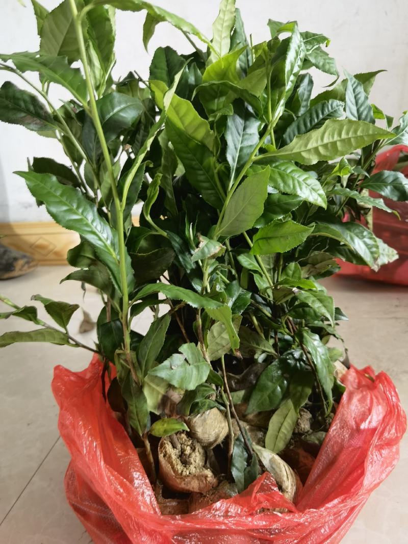 岑溪市大叶种茶苗，岑溪六堡茶苗，梧州岑溪茶叶苗基地