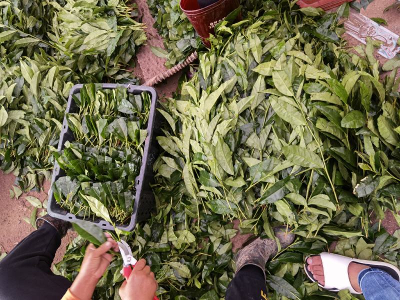 岑溪市大叶种茶苗，岑溪六堡茶苗，梧州岑溪茶叶苗基地