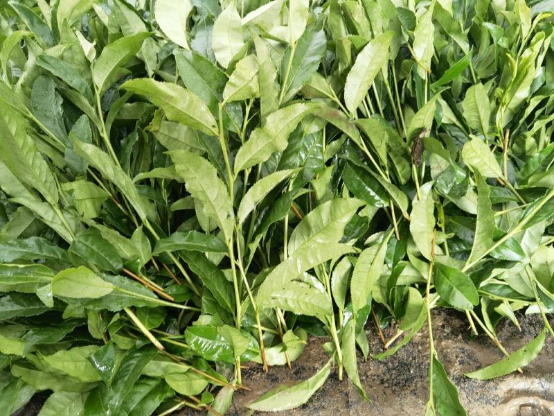岑溪市大叶种茶苗，岑溪六堡茶苗，梧州岑溪茶叶苗基地