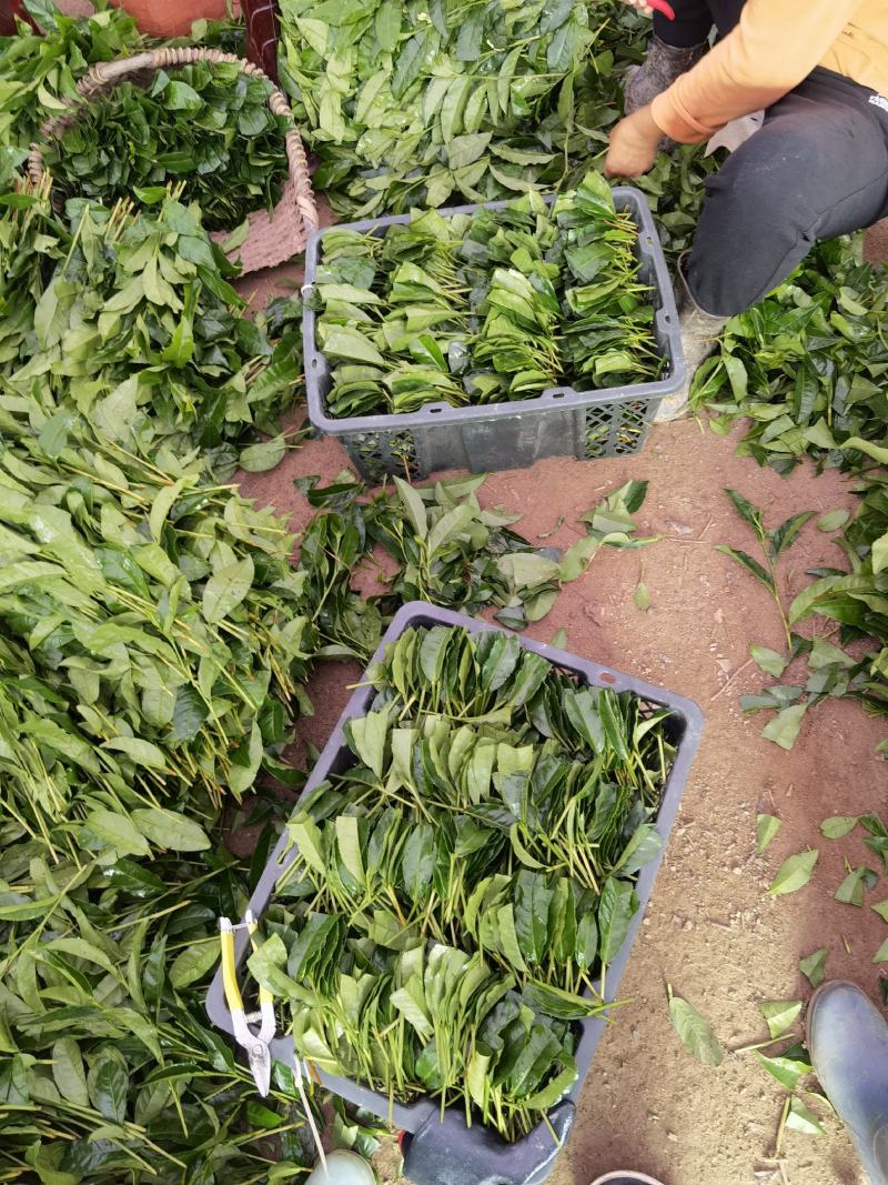 岑溪市大叶种茶苗，岑溪六堡茶苗，梧州岑溪茶叶苗基地