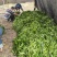 岑溪市大叶种茶苗，岑溪六堡茶苗，梧州岑溪茶叶苗基地
