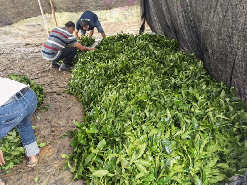 岑溪市大叶种茶苗，岑溪六堡茶苗，梧州岑溪茶叶苗基地