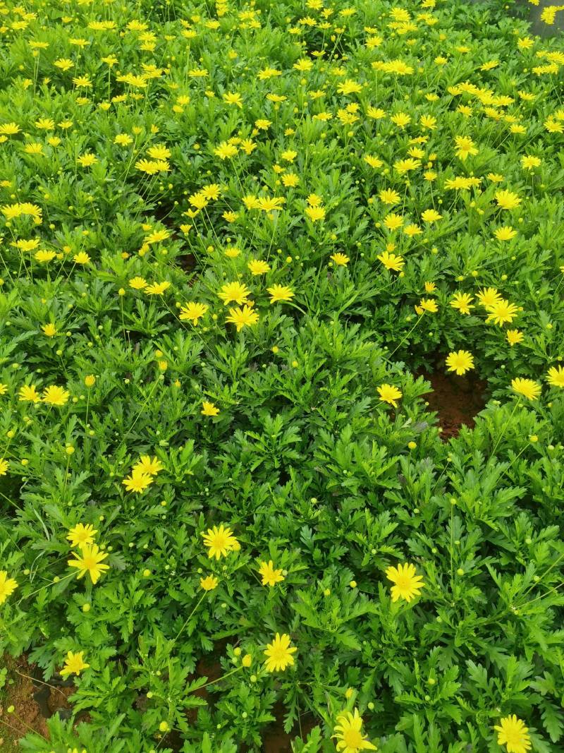 【优选商家】木春菊，自产自销，量大从优质量保证诚信第一