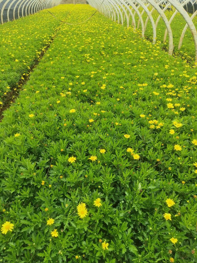 【优选商家】木春菊，自产自销，量大从优质量保证诚信第一