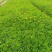 【优选商家】木春菊，自产自销，量大从优质量保证诚信第一