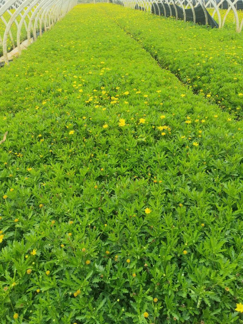 【优选商家】木春菊，自产自销，量大从优质量保证诚信第一