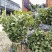 藤县大叶种茶苗，藤县六堡茶苗，藤县茶叶苗基地