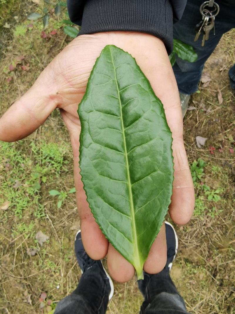 藤县大叶种茶苗，藤县六堡茶苗，藤县茶叶苗基地
