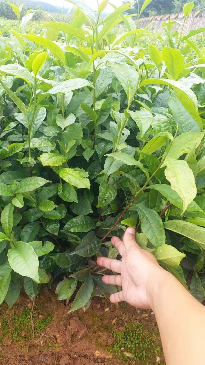 藤县大叶种茶苗，藤县六堡茶苗，藤县茶叶苗基地