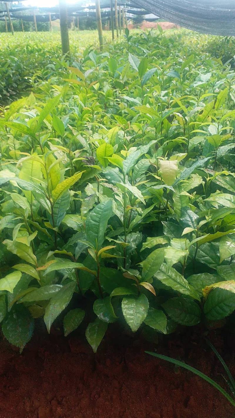 藤县大叶种茶苗，藤县六堡茶苗，藤县茶叶苗基地